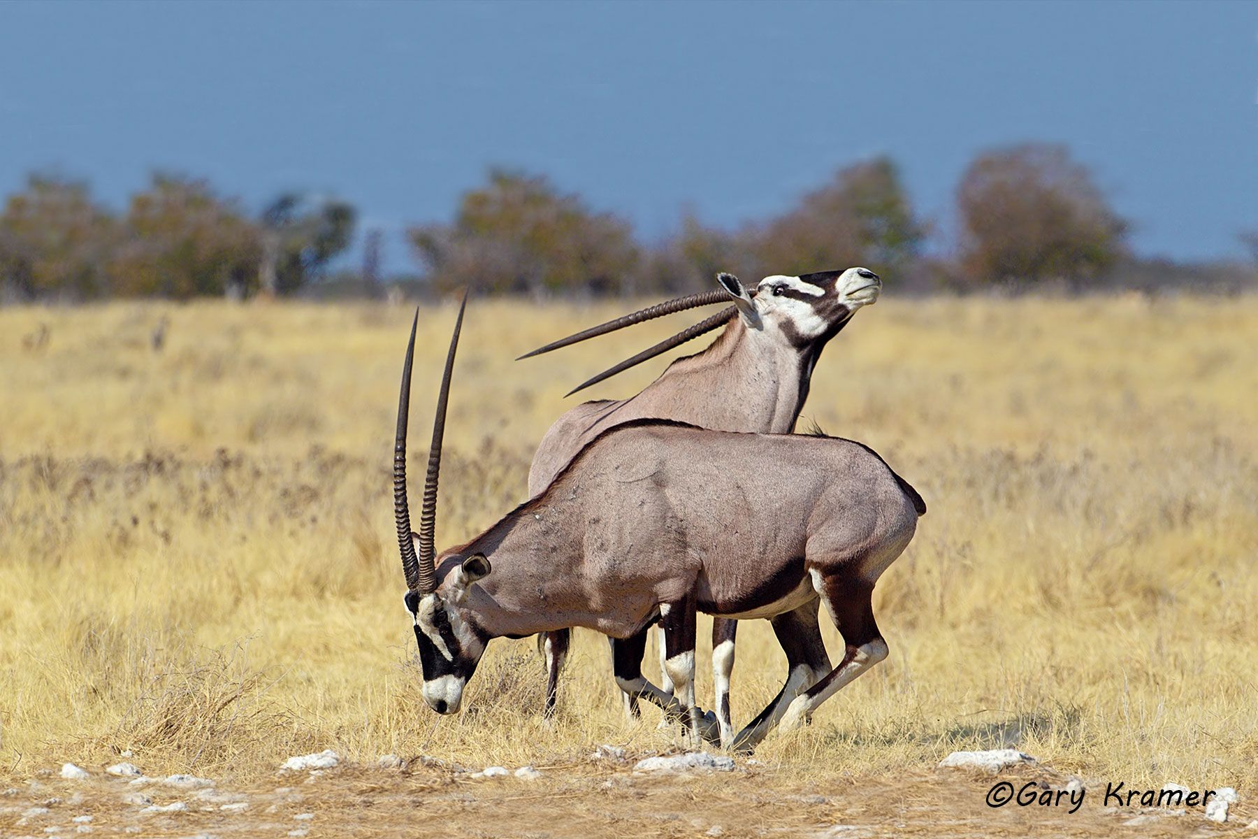 Gemsbok (Southern Oryx) Gemsbok (Southern Oryx) - AMUGs#085d