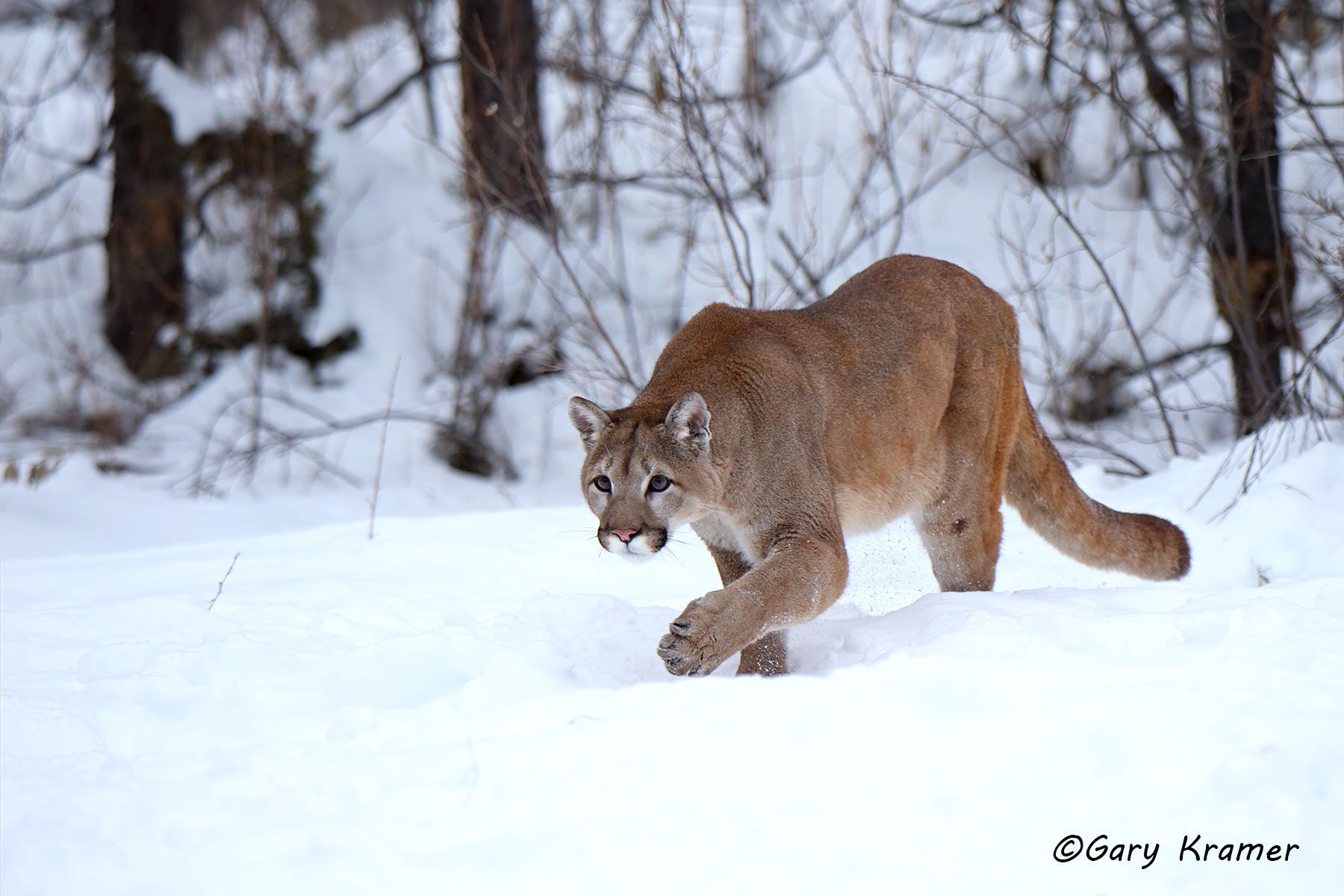 Mountain Lion (Felis concolor) by GaryKramer.net, 530-934-3873, gkramer@cwo.com Mountain Lion (Cougar) (Felis concolor) - NMCM#705d