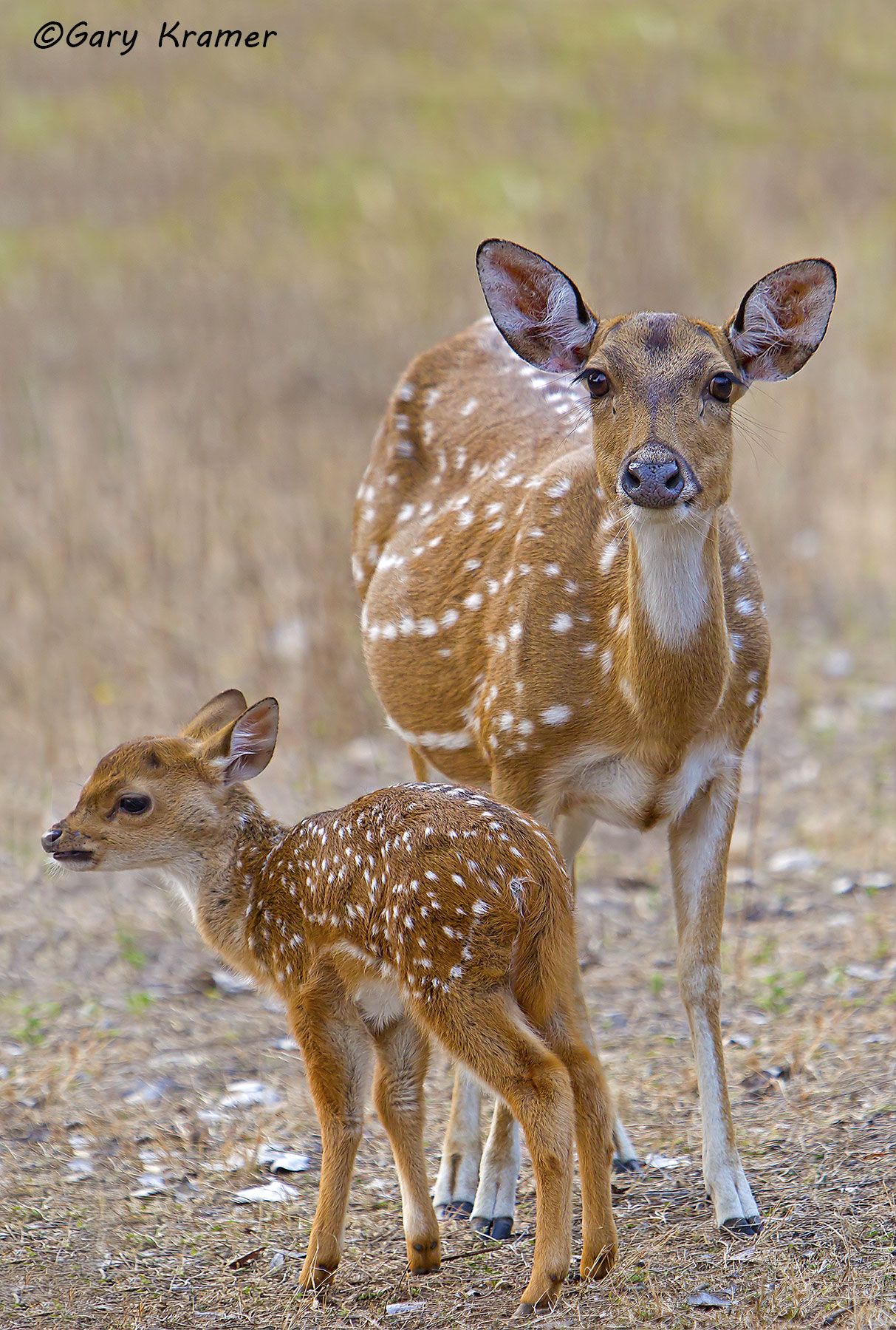 Axis Deer (Chital) (Axis axis) Axis Deer (Chital) (Axis axis) - EMDa#140d
