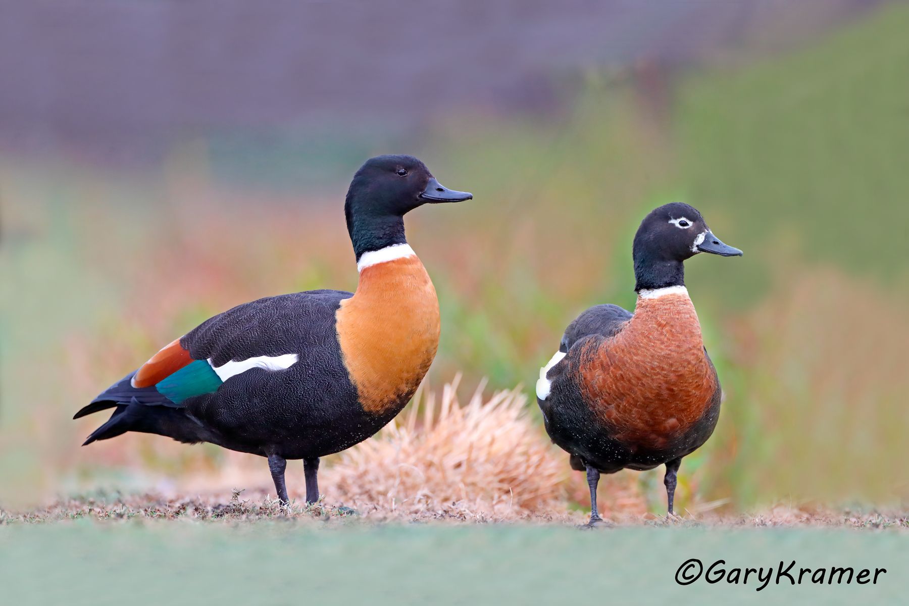 Australian Shelduck (Tadorna tadornoides)  Australian Shelduck (Tadorna tadornoides) - OBWA#197d(2)
