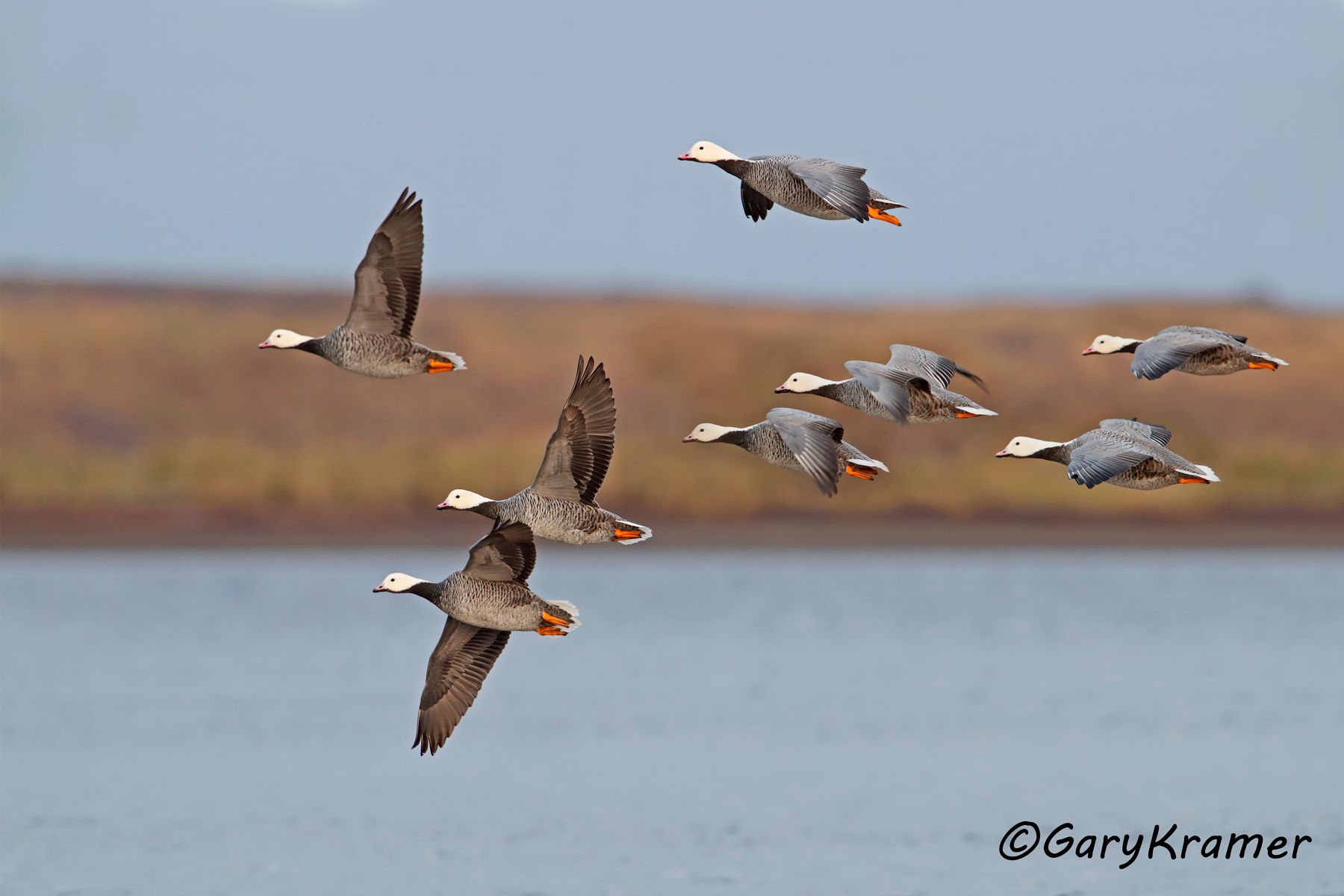 Emperor Goose (Anser canagicus) Emperor Goose (Anser canagicus) - NBWEg#368d(2)