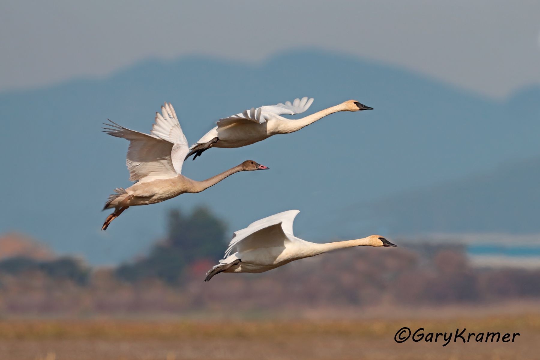 Trumpter Swan (Cygnus buccinator)  Trumpter Swan (Cygnus buccinator) - NBWSt#249d