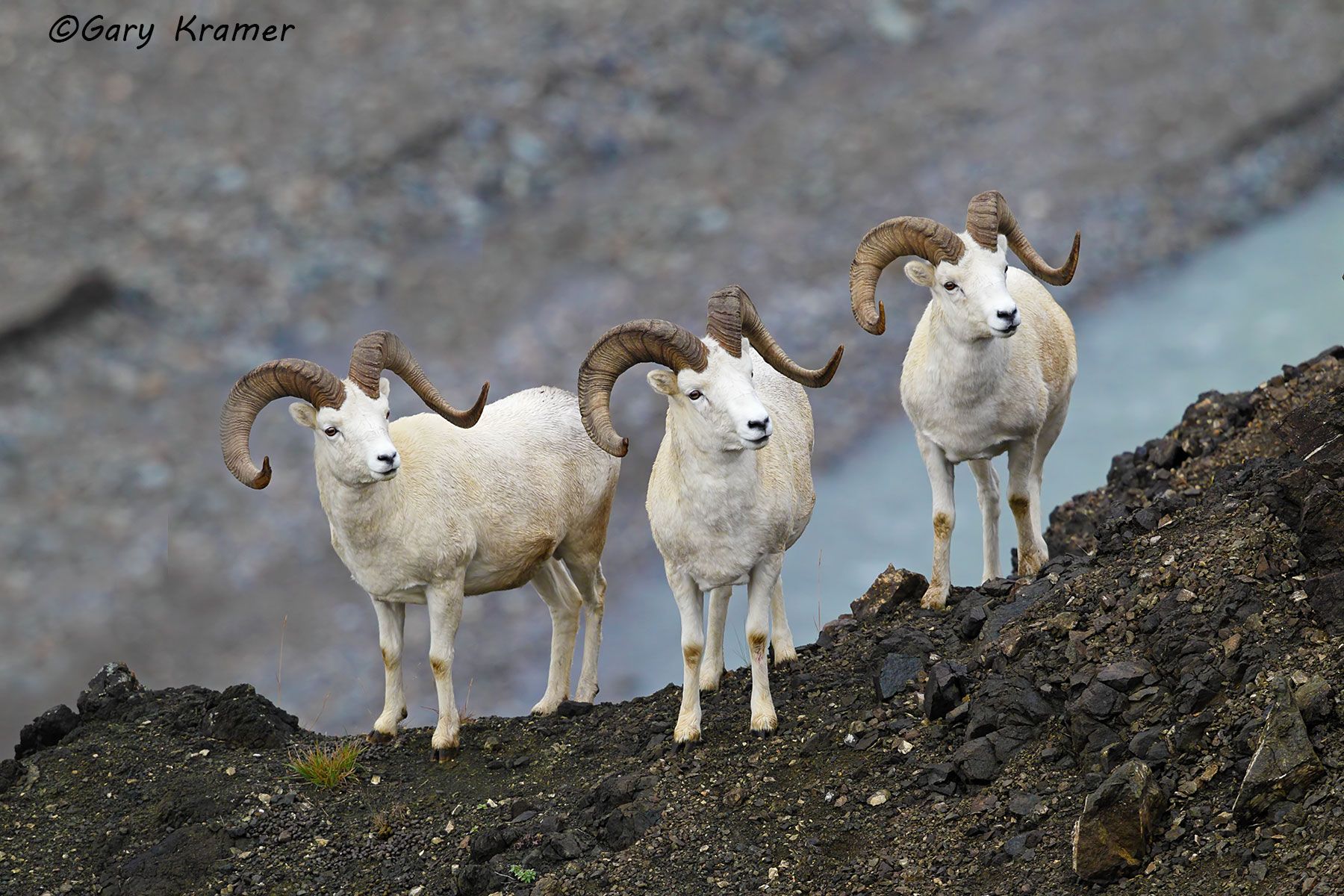 Dall Sheep (Ovis dalli dalli) by GaryKramer.net, 530-934-3873 , gkramer@cwo.com - Published: American Sportsman Calendar, Desk Calendar 2015; ASC Trophy Antlers & Horns 2015 Dall Sheep (Ovis dalli dalli) - NMSD#520d