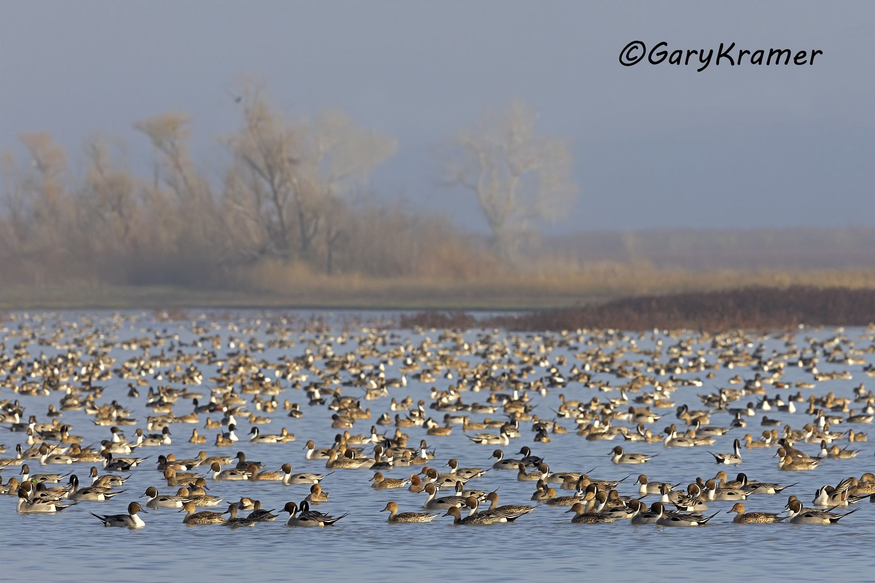 Mixed Duck Flock - NBWX#2788d