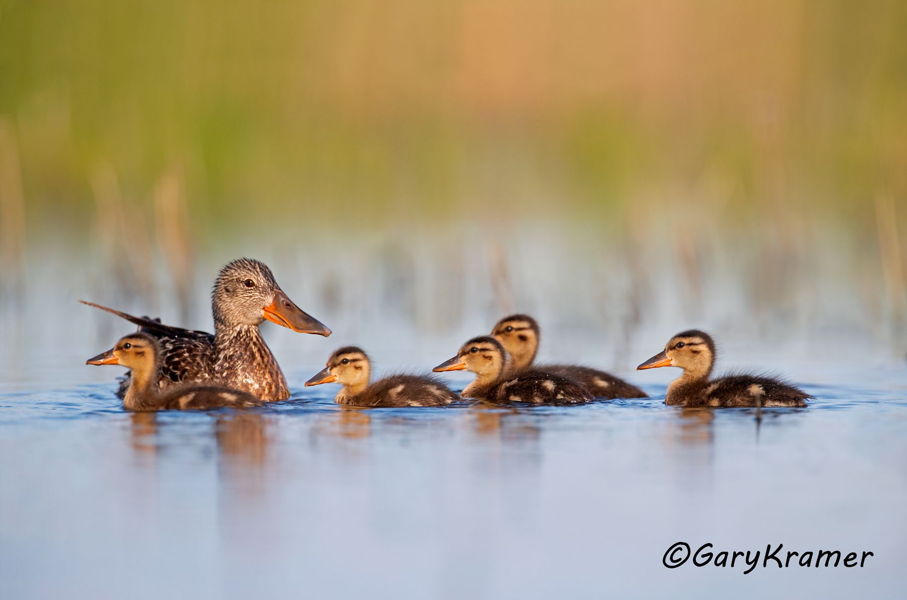 Northern Shoveler (Spatula clypeata) Northern Shoveler (Spatula clypeata) - NBWS#1673d(2)