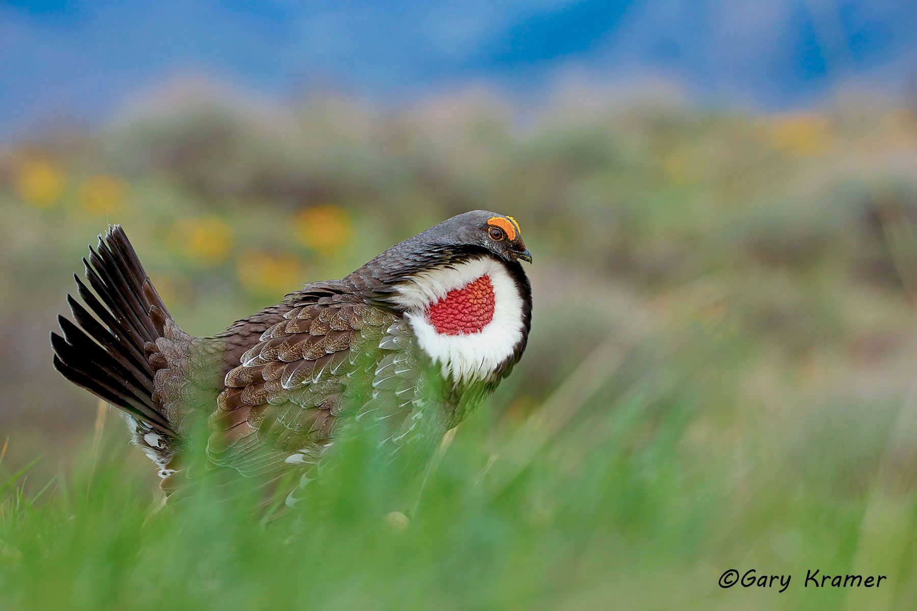 Dusky Grouse (Dendragapus obscurus)  by GaryKramer.net, 530-934-3873, gkramer@cwo.com Dusky Grouse (Dendragapus obscurus) - NBGd#1635d