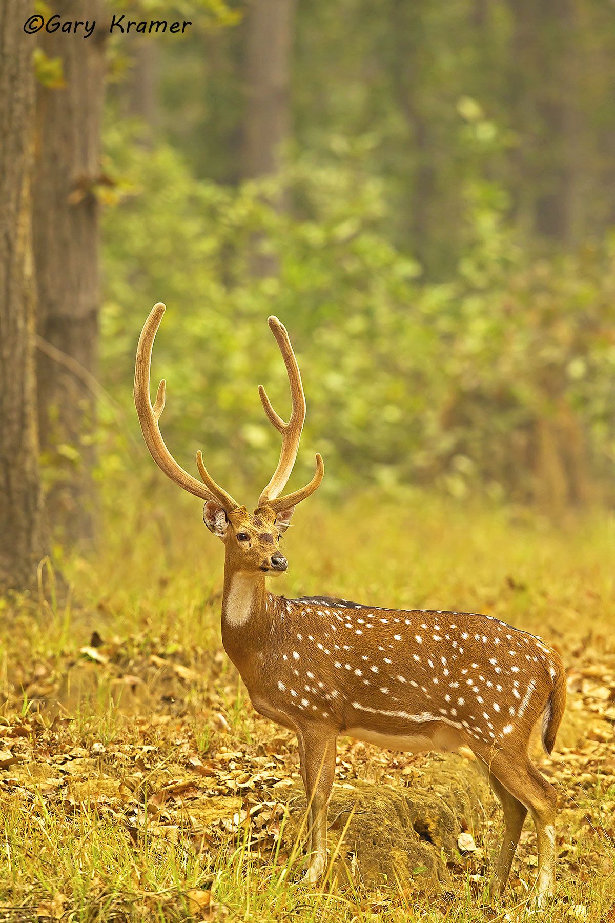 Axis Deer (Chital) (Axis axis) Axis Deer (Chital) (Axis axis) - EMDa#124d