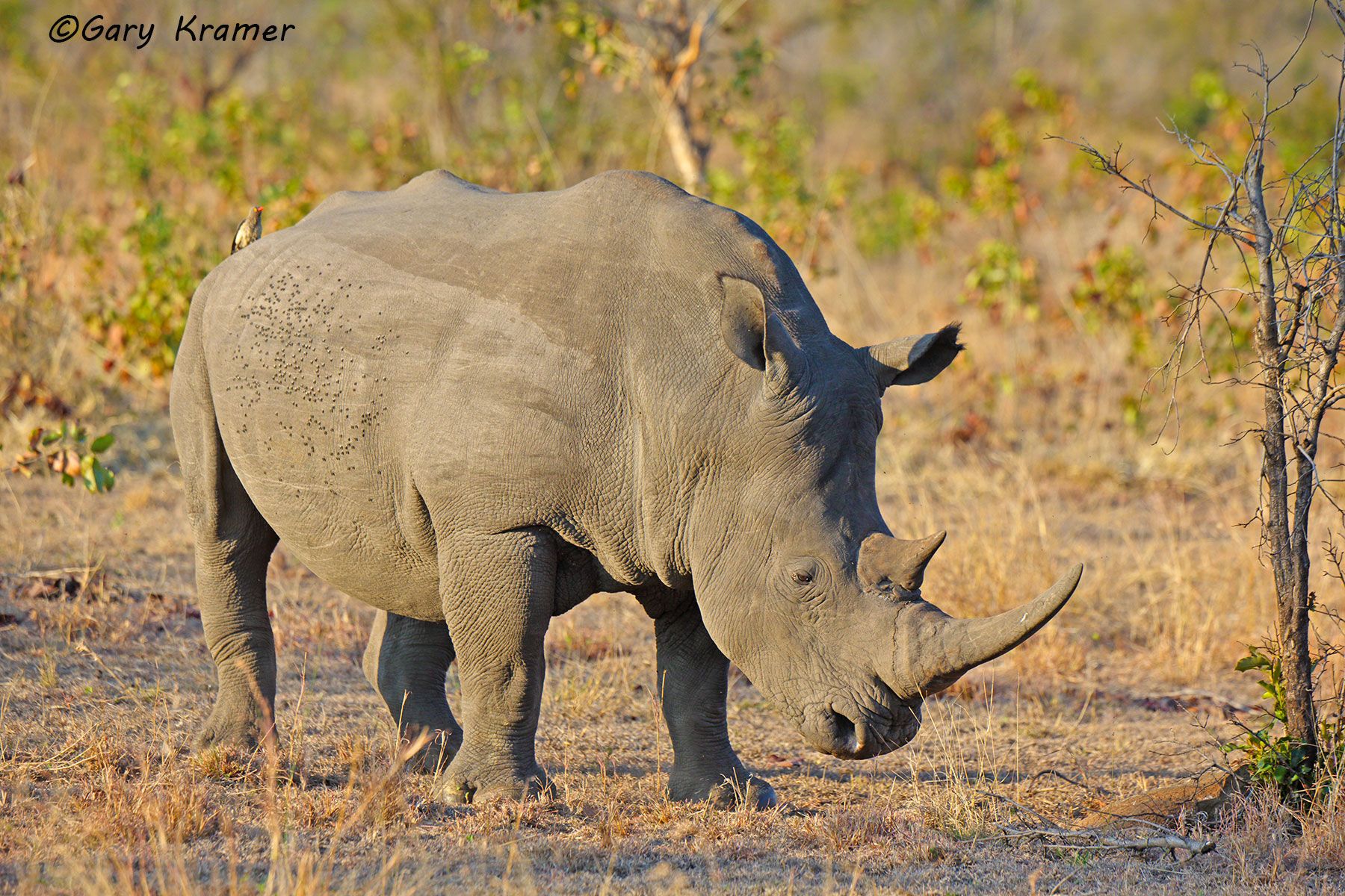 Cape Buffalo - Elephant - Rhino - Gary Kramer Photographer / Writer