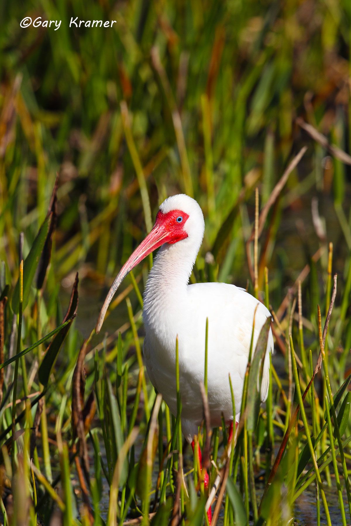 White Ibis (Eudocimus albus) White Ibis (Eudocimus albus) - NBIW#027d