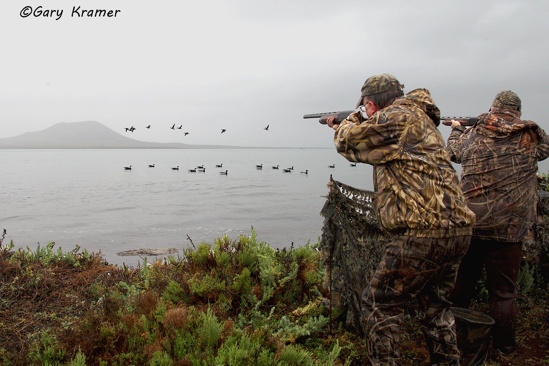 Hunters shooting at Black Brant over decoys - NHBst#083d