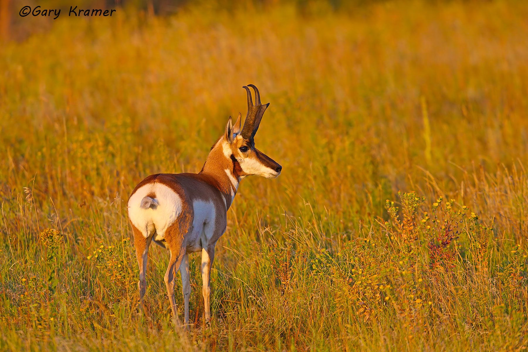 Pronghorn (Antilocapra americana) - NMP#532d