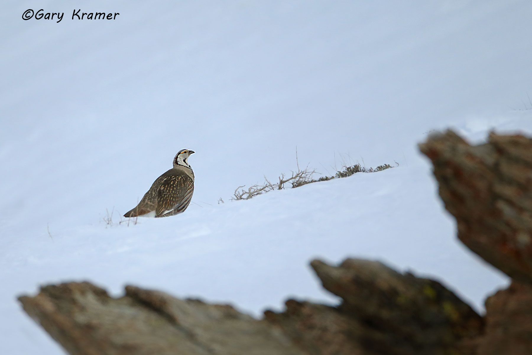 Himalayan Snowcock (Tetraogailus himalayensis) Himalayan Snowcock (Tetraogailus himalayensis) - NBGSh#047d