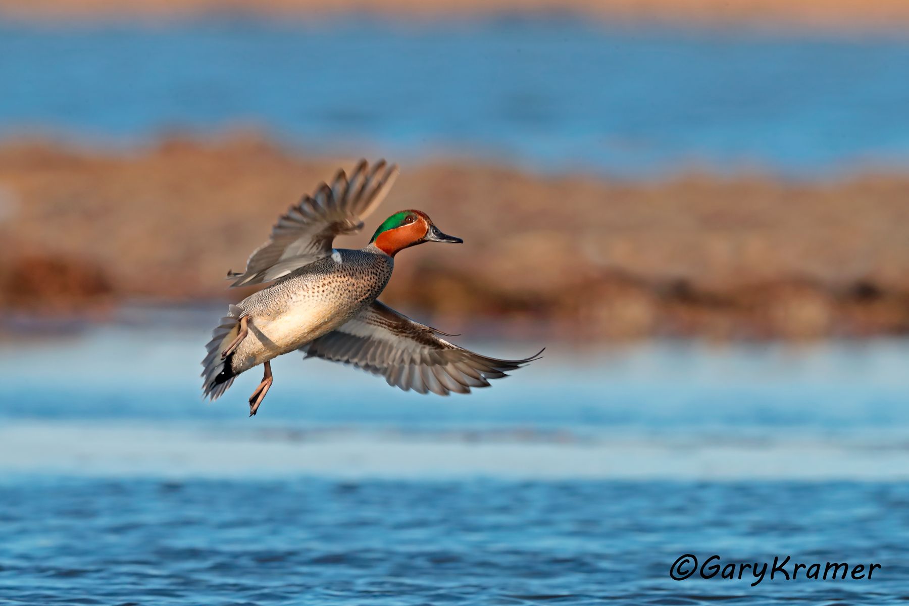 Green-winged Teal (Anas carolinensis)  Green-winged Teal (Anas carolinensis) - NBWTg#1922d