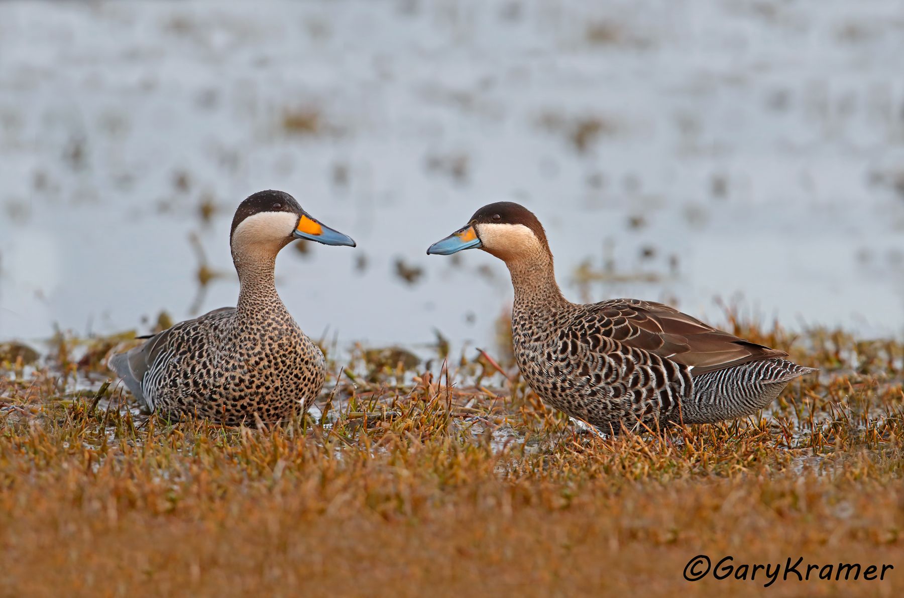 Silver Teal (Anas versicolor) - SBWSt#155d(2) (Chile)