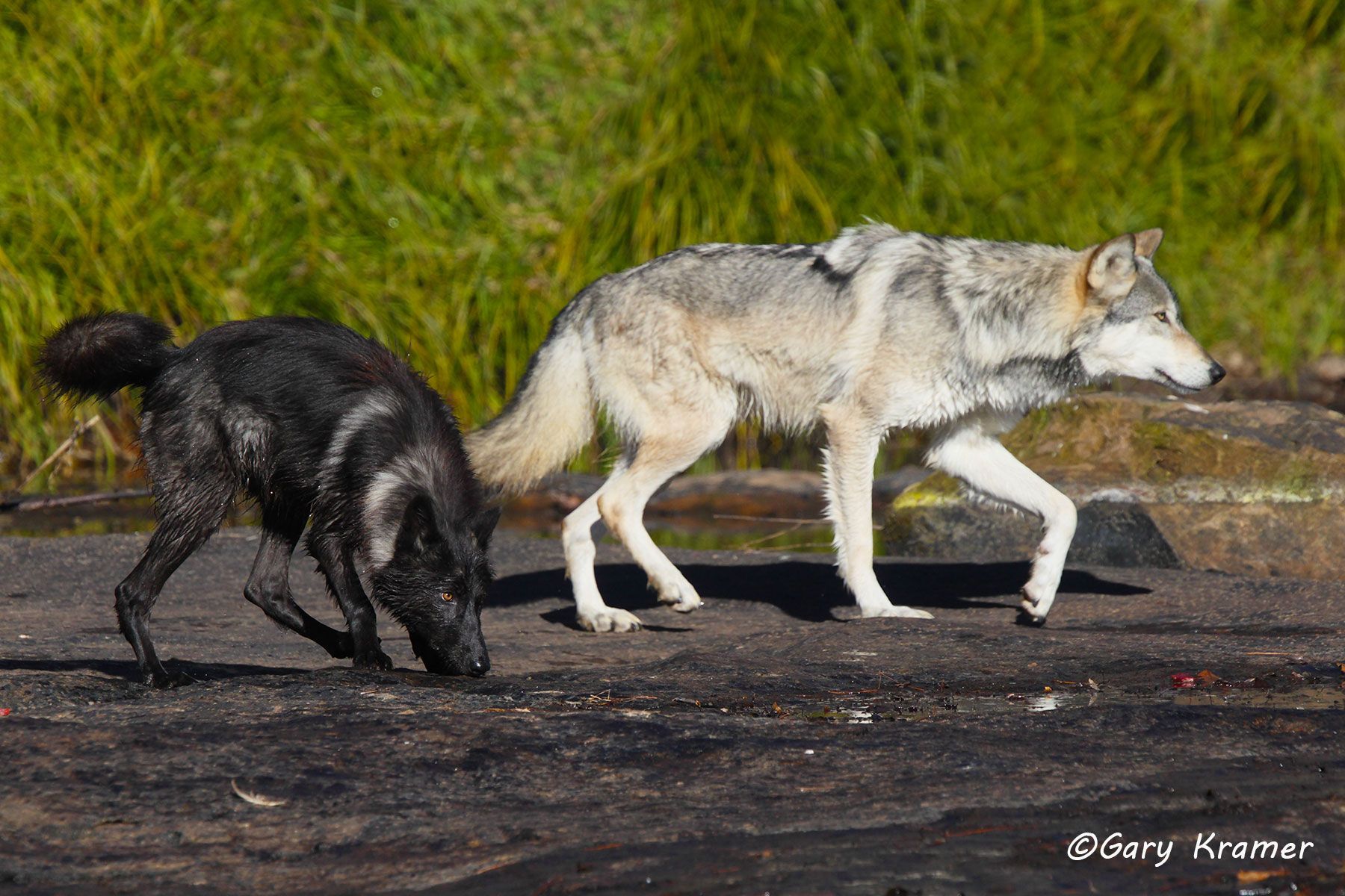 Gray Wolf (Canis lupus) - NMWg#1683d