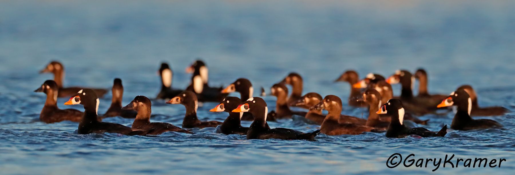 Surf Scoter (Melanitta perspicillata) - NBWSs#548d(P)