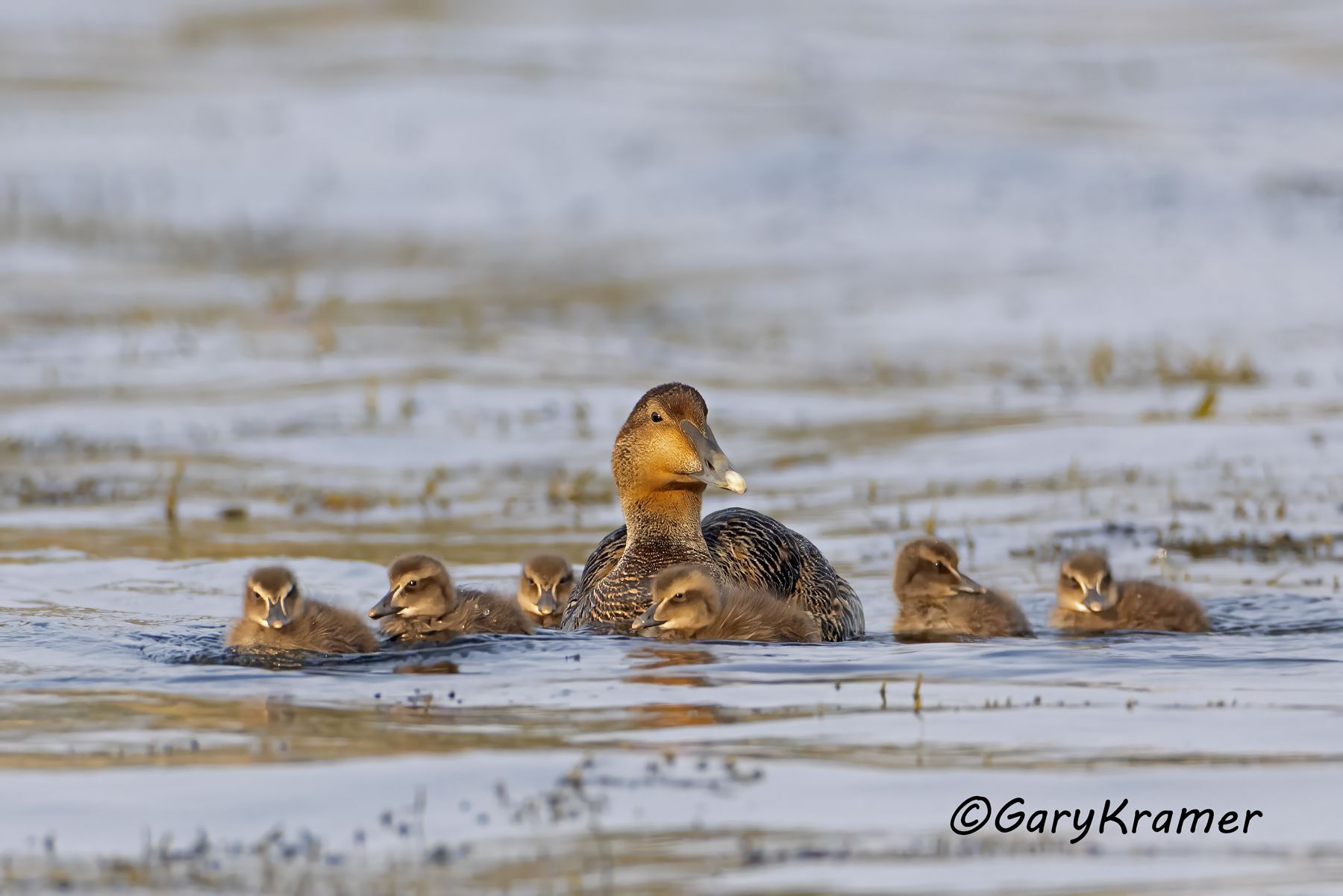 Common Eider (American) (Somateria mollissima) - NBWE#1321d