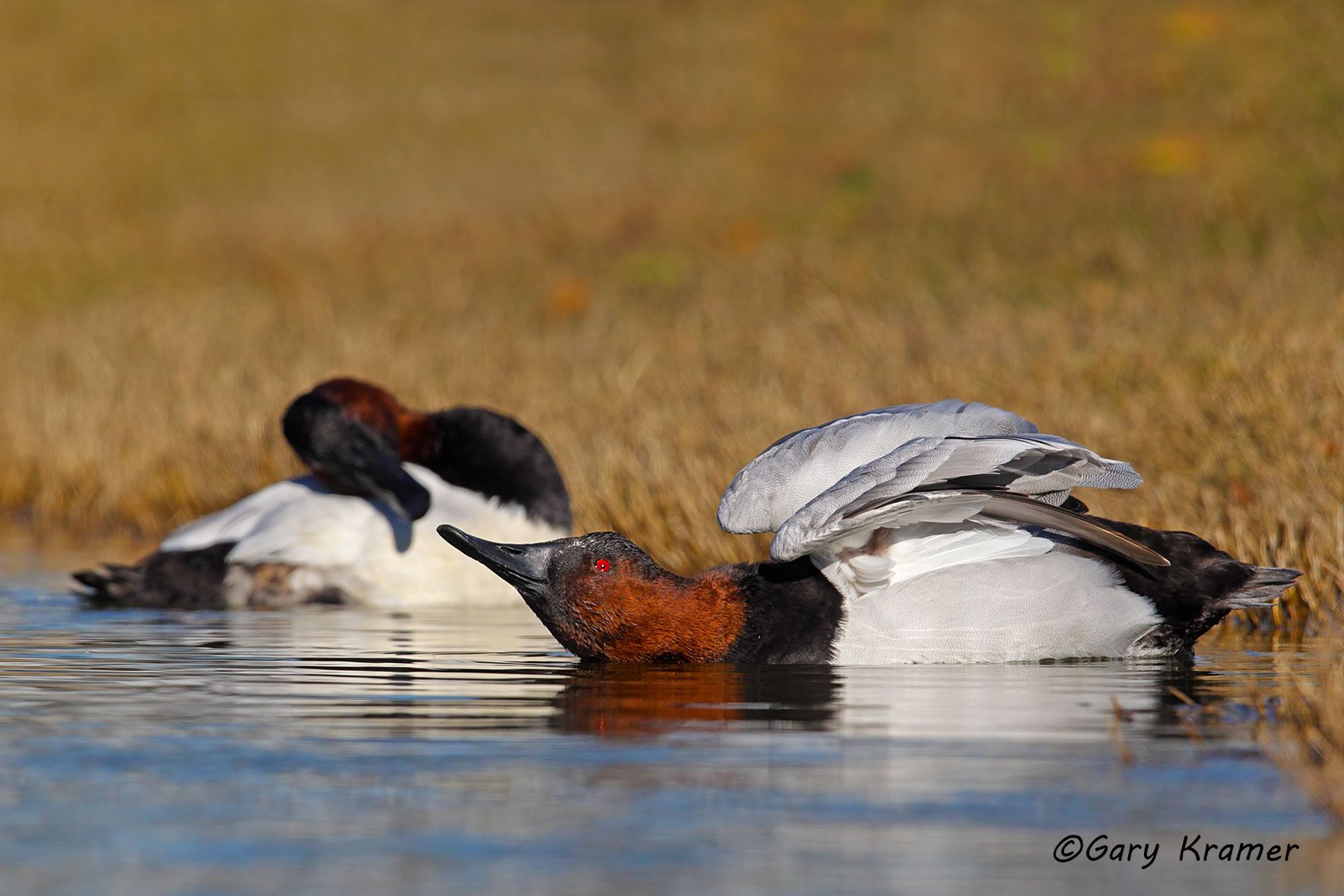 Canvasback (Aythya valisineria) Canvasback (Aythya valisineria) - NBWC#1018d
