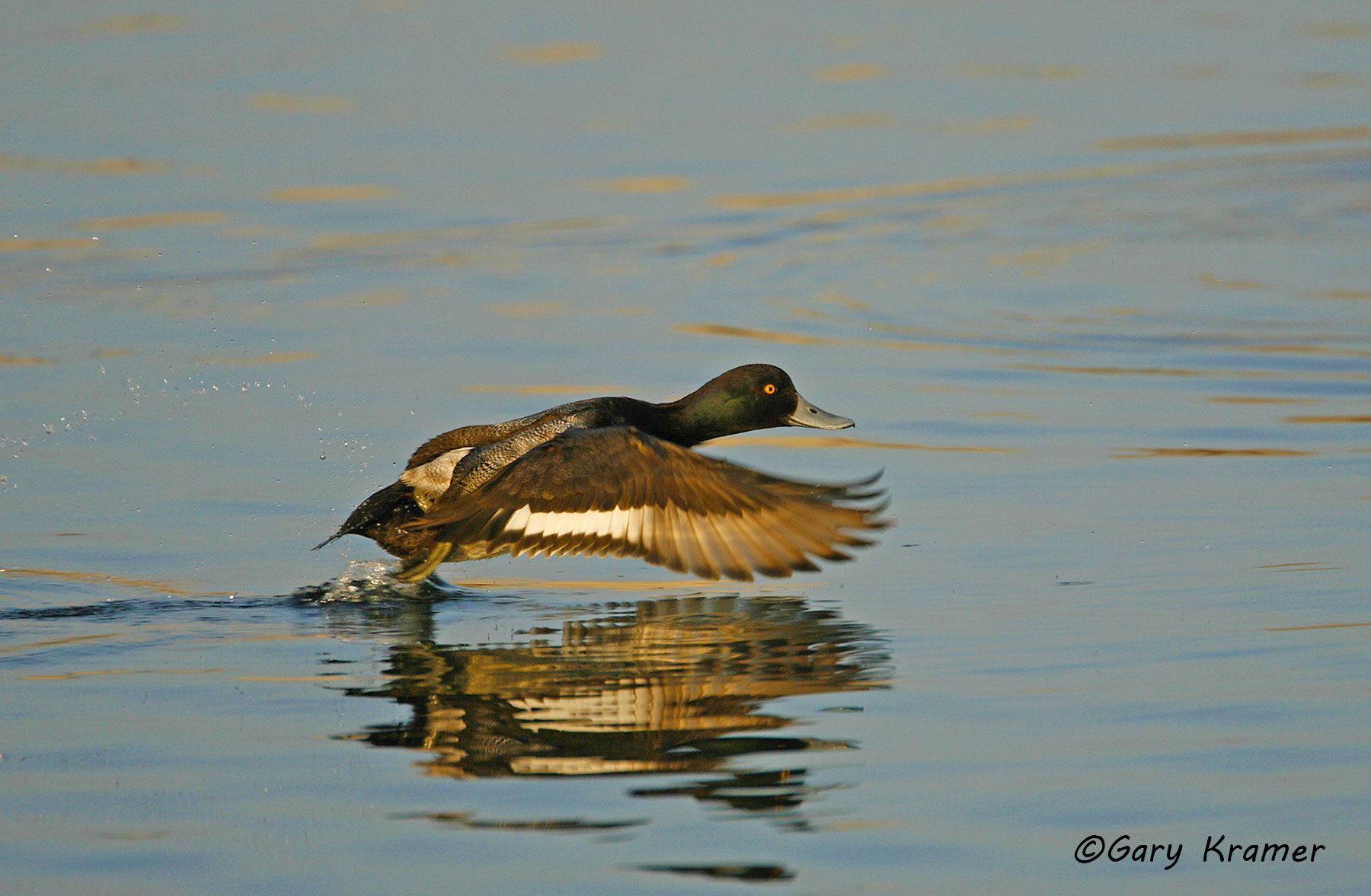 Lesser Scaup (Aythya affinis) - NBWSl#226d