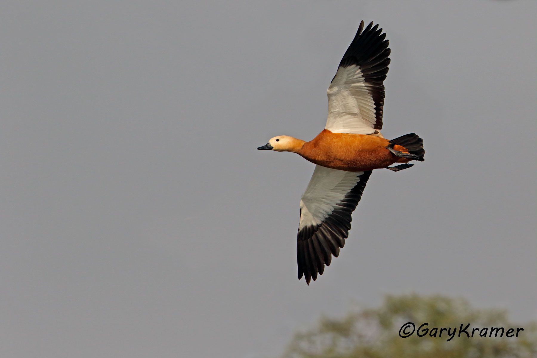 Ruddy Shelduck (Tadorna ferruginea)  Ruddy Shelduck (Tadorna ferruginea) - EBWSr#109d