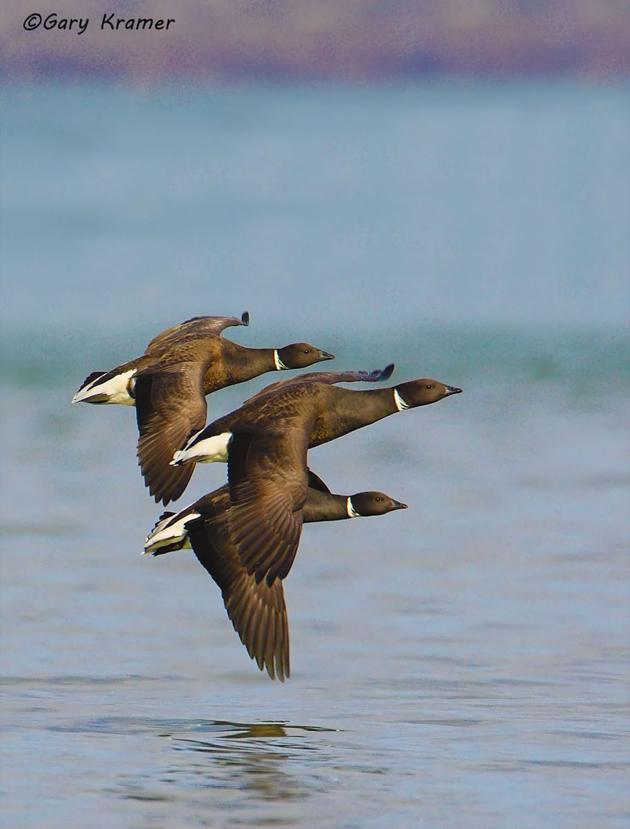 Black (Pacific) Brant (Branta bernicla nigricans) by GaryKramer.net, 530-934-3873, gkramer@cwo.com Black (Pacific) Brant (Branta bernicla nigricans) - NBWBp#523d(2)