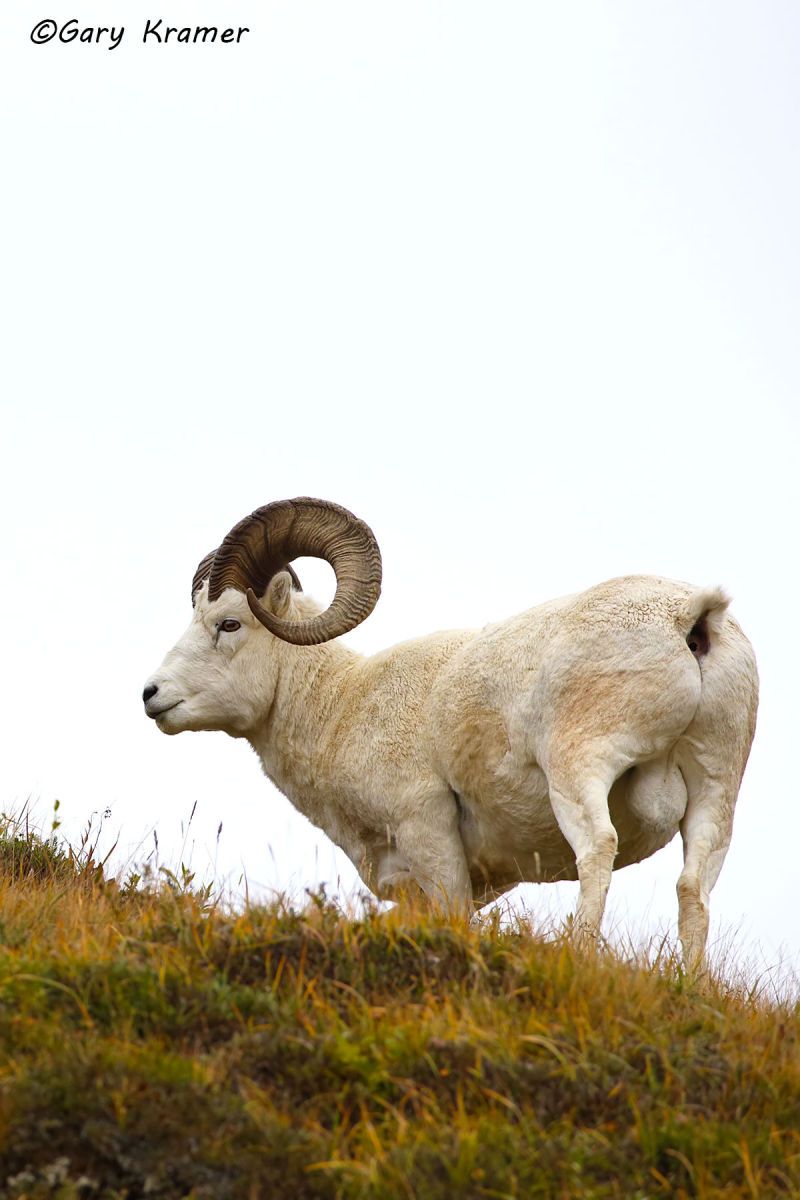 Dall Sheep (Ovis dalli dalli) by GaryKramer.net, 530-934-3873, gkramer@cwo.com Dall Sheep (Ovis dalli dalli) - NMSD#487d(2)