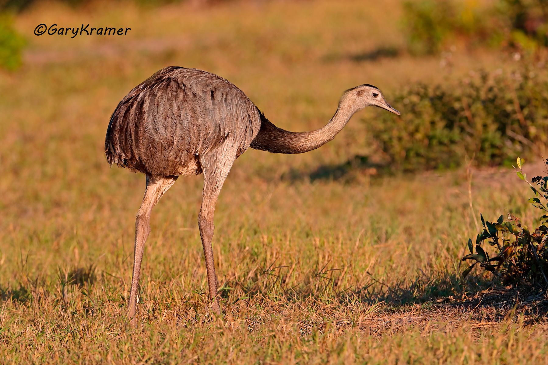 Greater Rhea (Rhea americana) Greater Rhea (Rhea americana) - SBR#058d