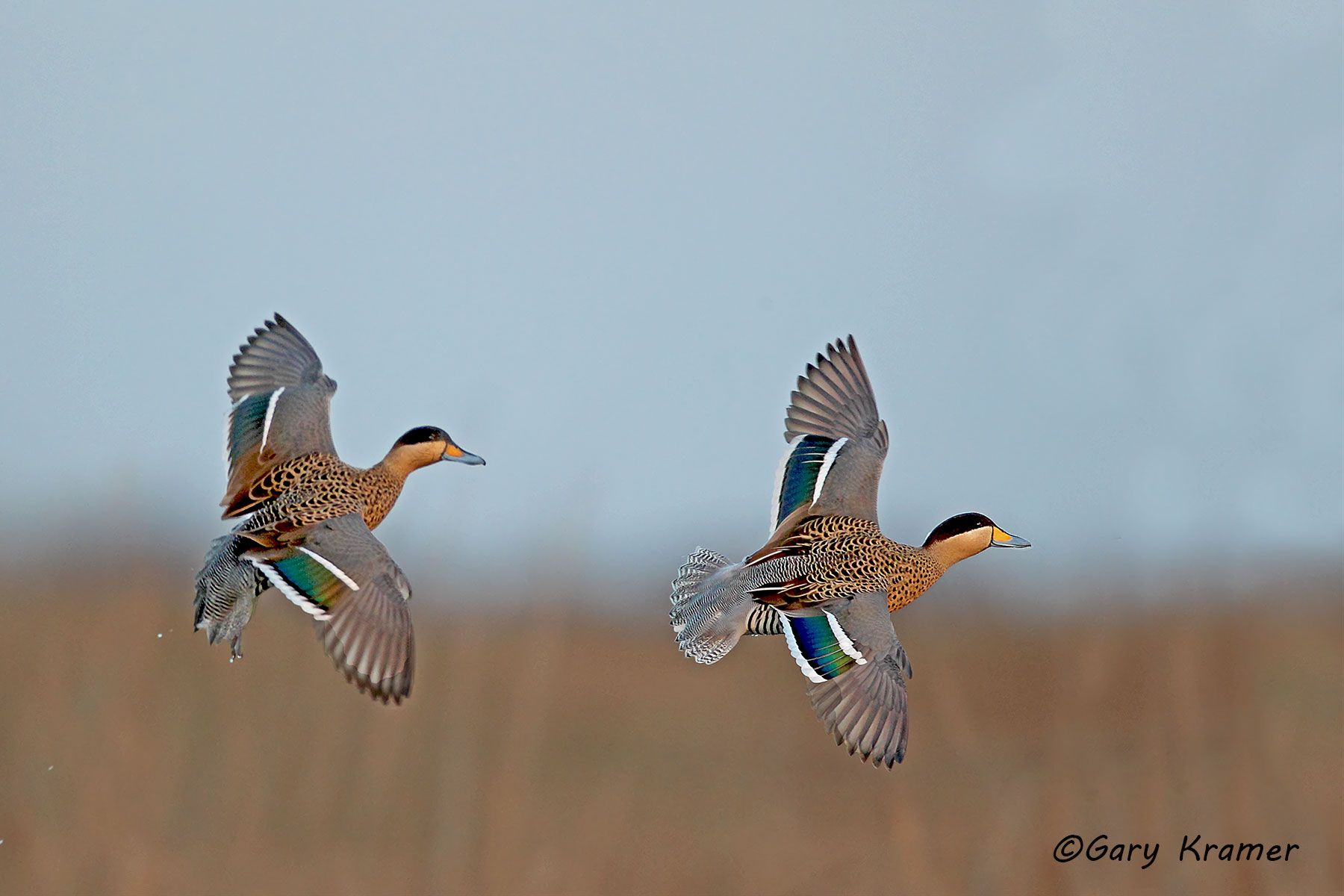 Silver Teal (Spatula versicolor) - SBWSt#046d (Argentina)