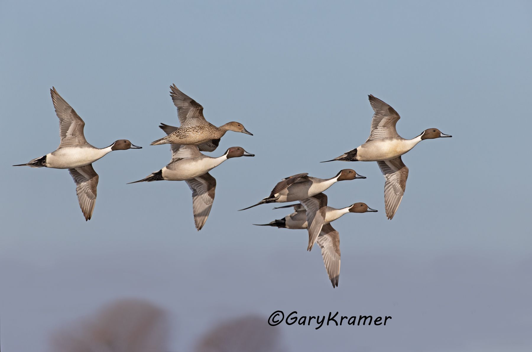 Northern Pintail (Anas acuta) - NBWP#9426d