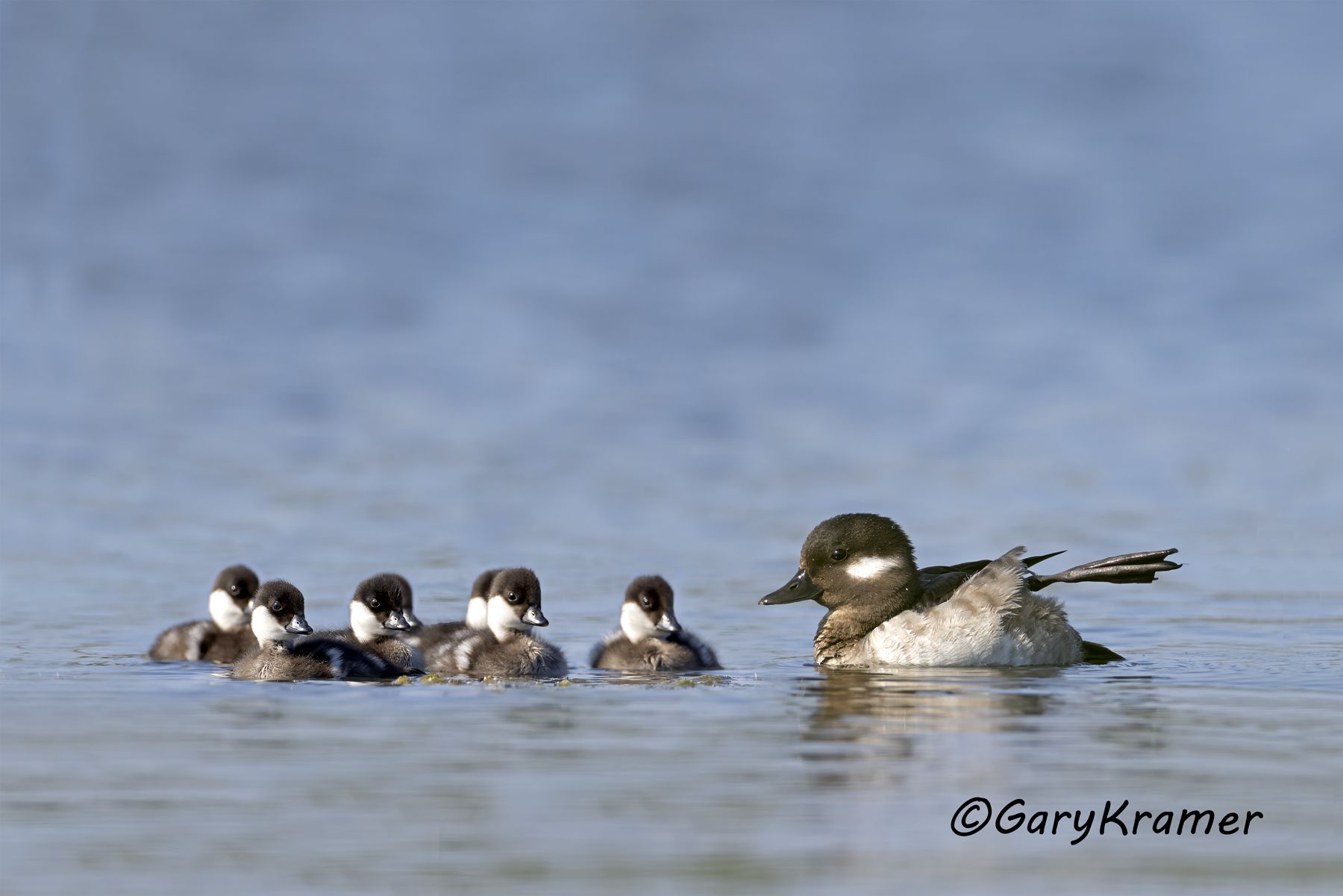 Bufflehead (Bucephala albeola) Bufflehead (Bucephala albeola) - NBWB#634d(3)