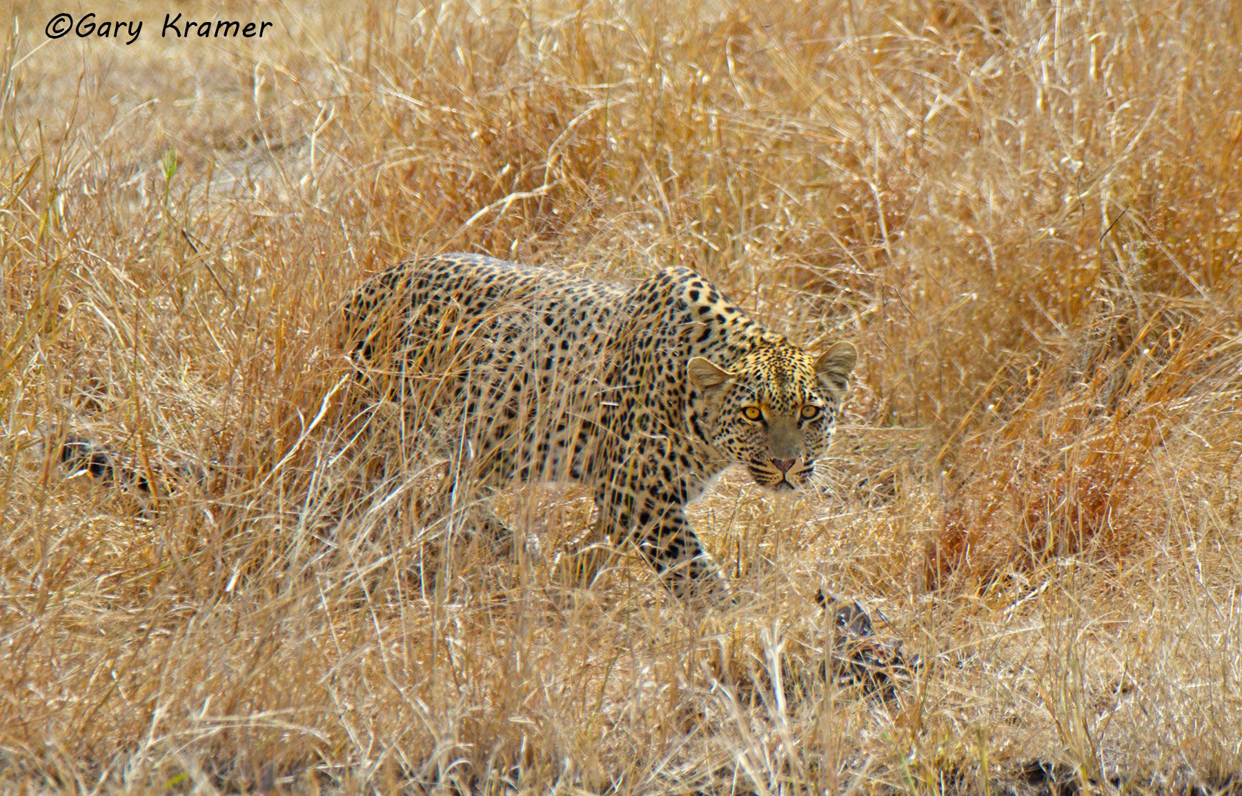 Leopard (Panthera pardus) Leopard (Panthera pardus) - AMPL#728d