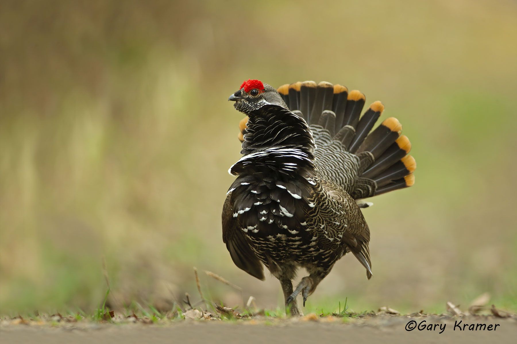Spruce Grouse (Falcipennis canadensis) Spruce Grouse (Falcipennis canadensis) - NBGs#1011d