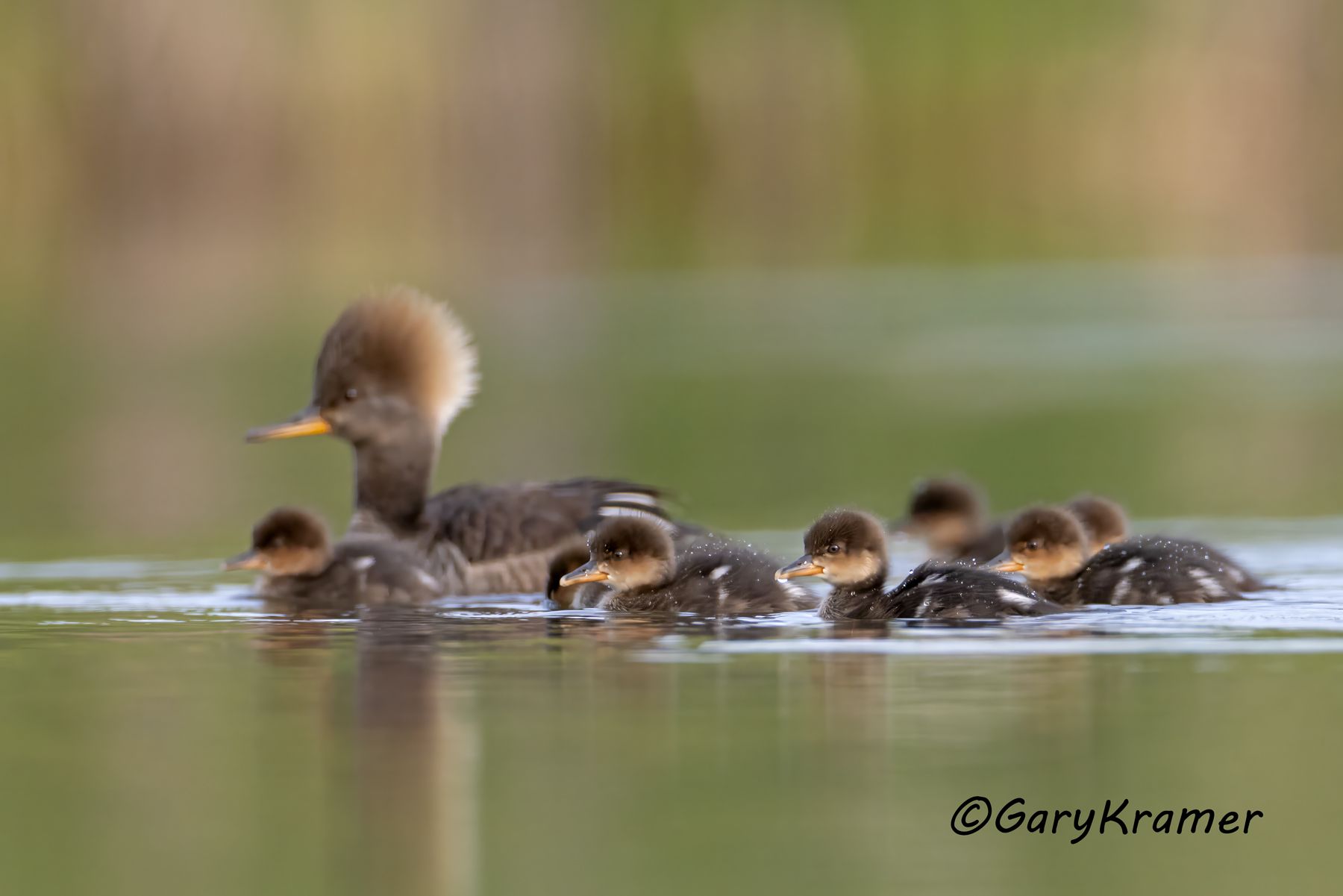 Hooded Merganser (Lophodytes cucullatus) - NBWMh#340d