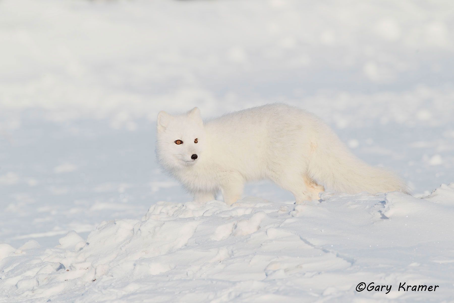 Arctic Fox (Alopex lagopus) NMFa#353d.jpg