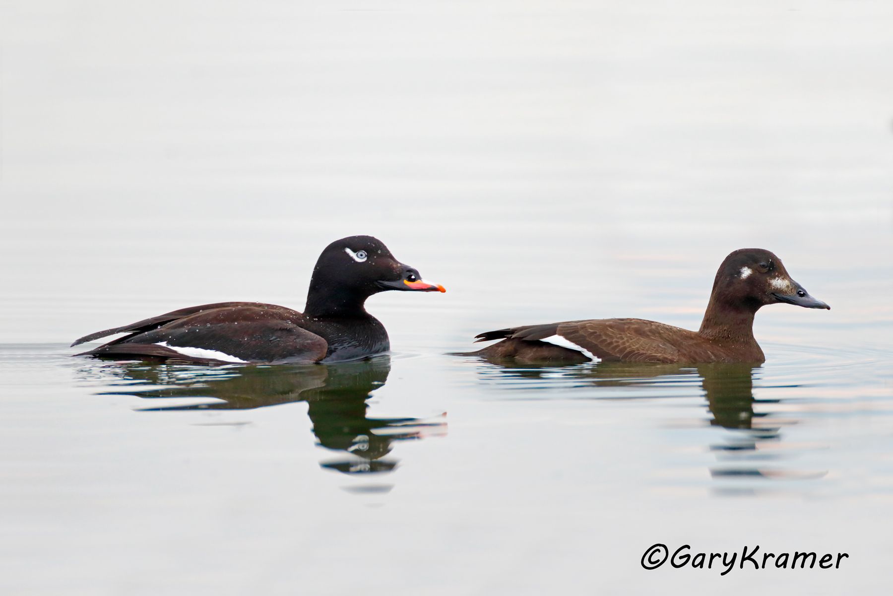 White-winged Surf Scoter (Melanitta fusca) - NBWSw#146d(2)