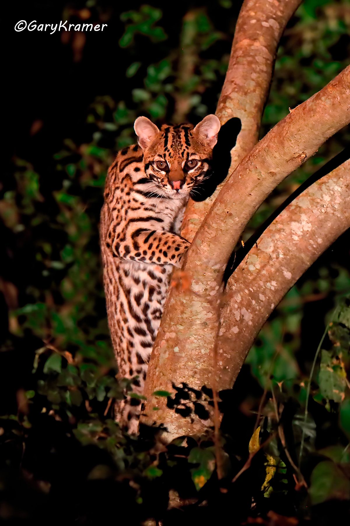 Ocelot (Leopardus pardalis) Ocelot (Leopardus pardalis) - SMLo#009d(2)
