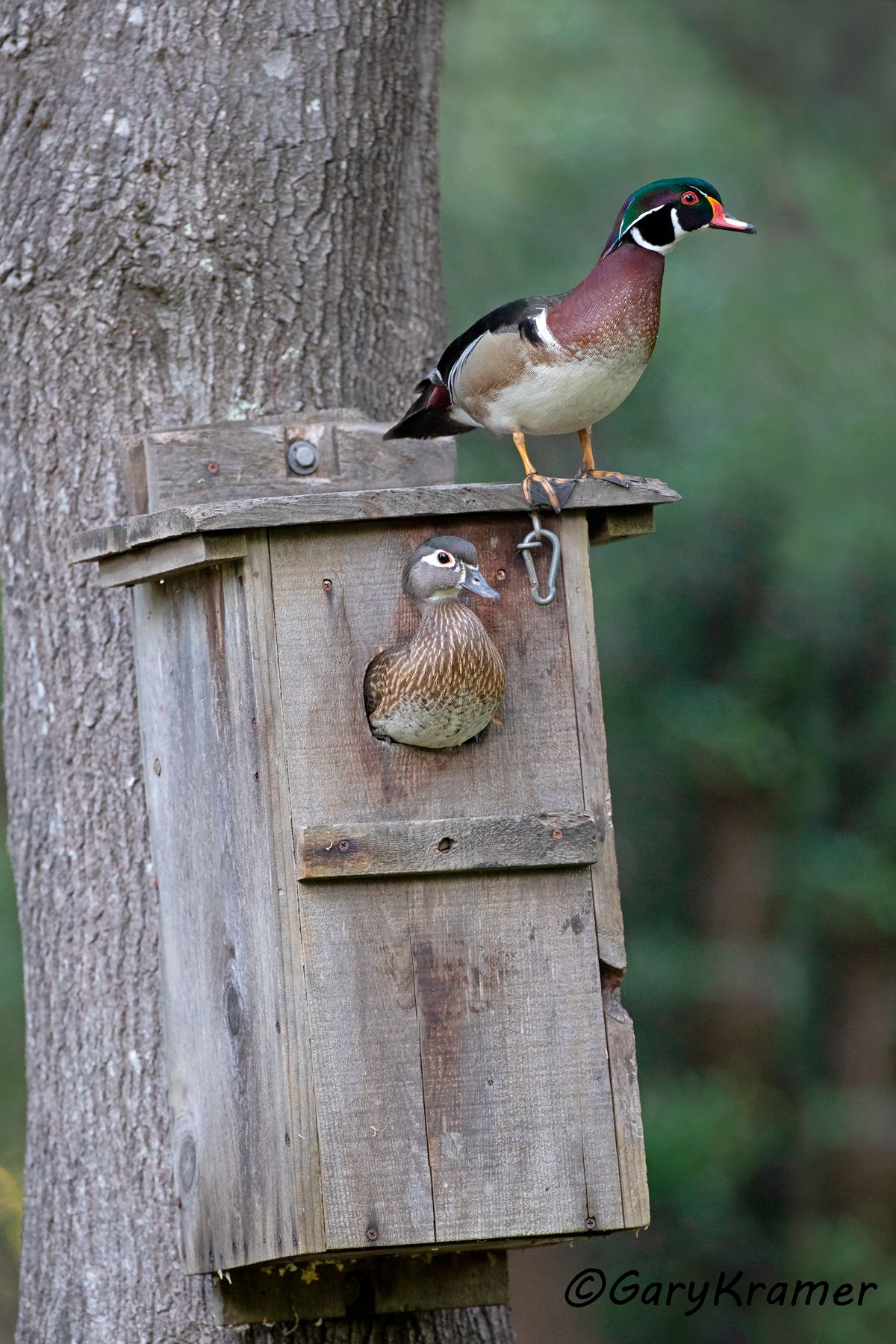 Wood Duck (Aix sponsa) - NBWWd#1598d(2)