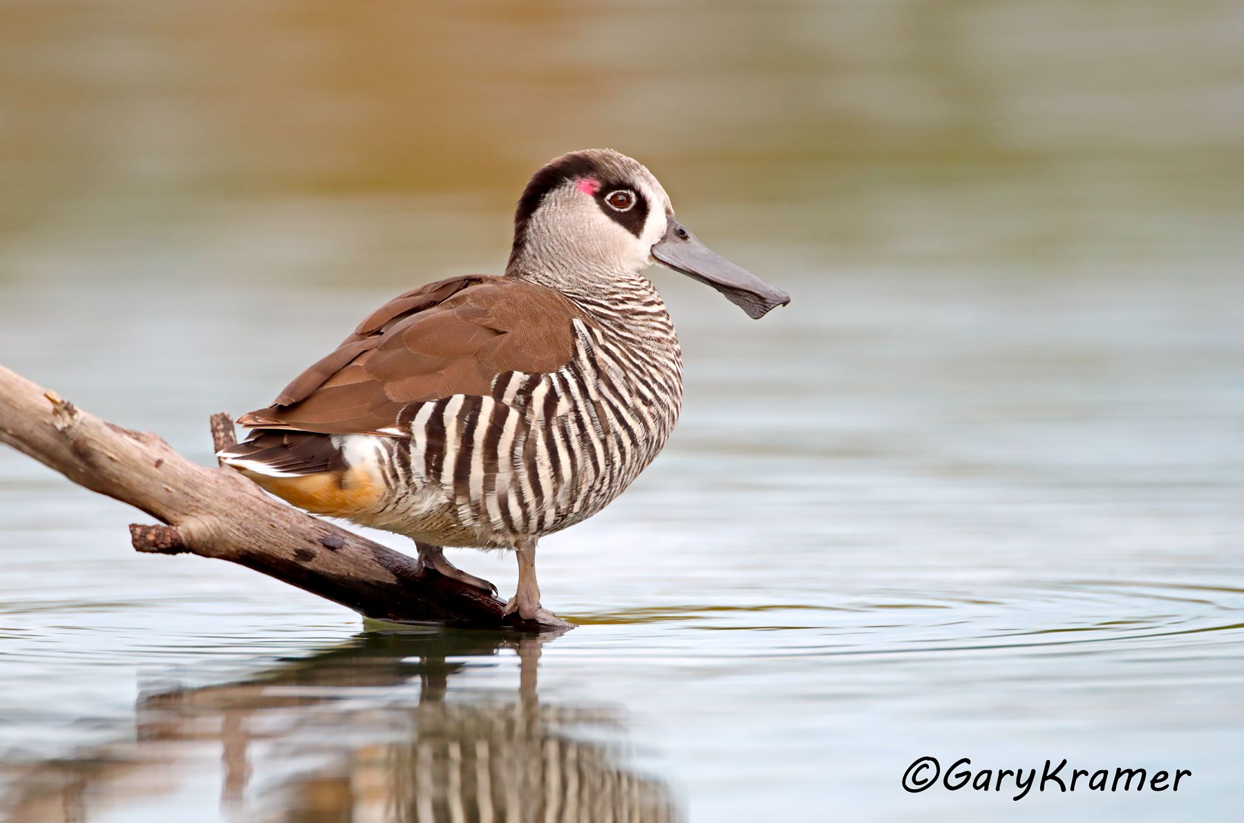 Pink-eared Duck (Malacorhynchus membranaceus)  Pink-eared Duck (Malacorhynchus membranaceus) - OBWP#262d