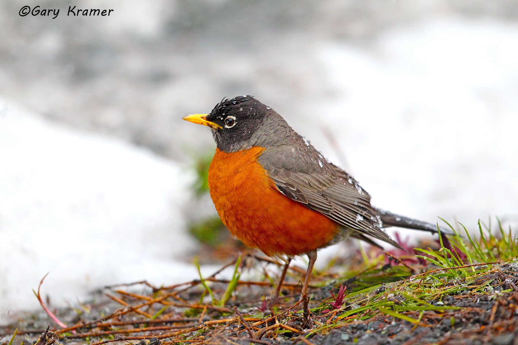 American Robin (Turdus migratorius) American Robin (Turdus migratorius) - NBTRa#195d
