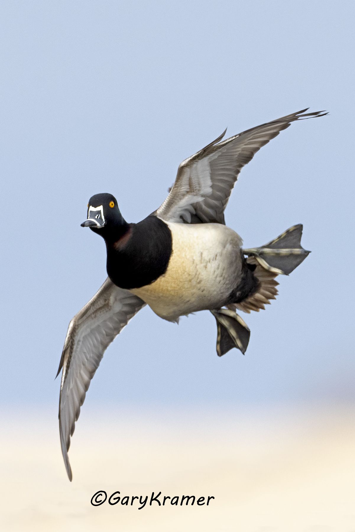 Ring-necked Duck (Aythya collaris) Ring-necked Duck (Aythya collaris) - NBWRn#1255d(2)