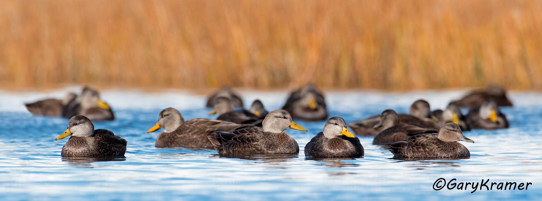 American Black Duck (Anas rubripes) American Black Duck (Anas rubripes) - NBWBd#1175d(P)