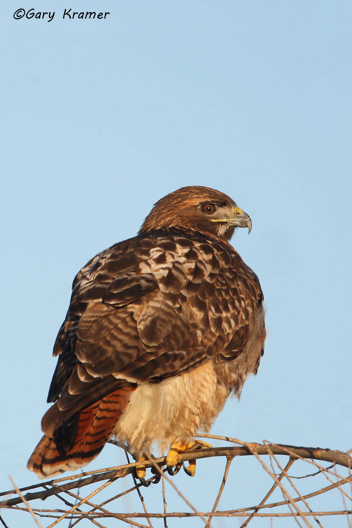 Red-tailed Hawk (Buteo jamaicensis) - NBHRt#054d(2)