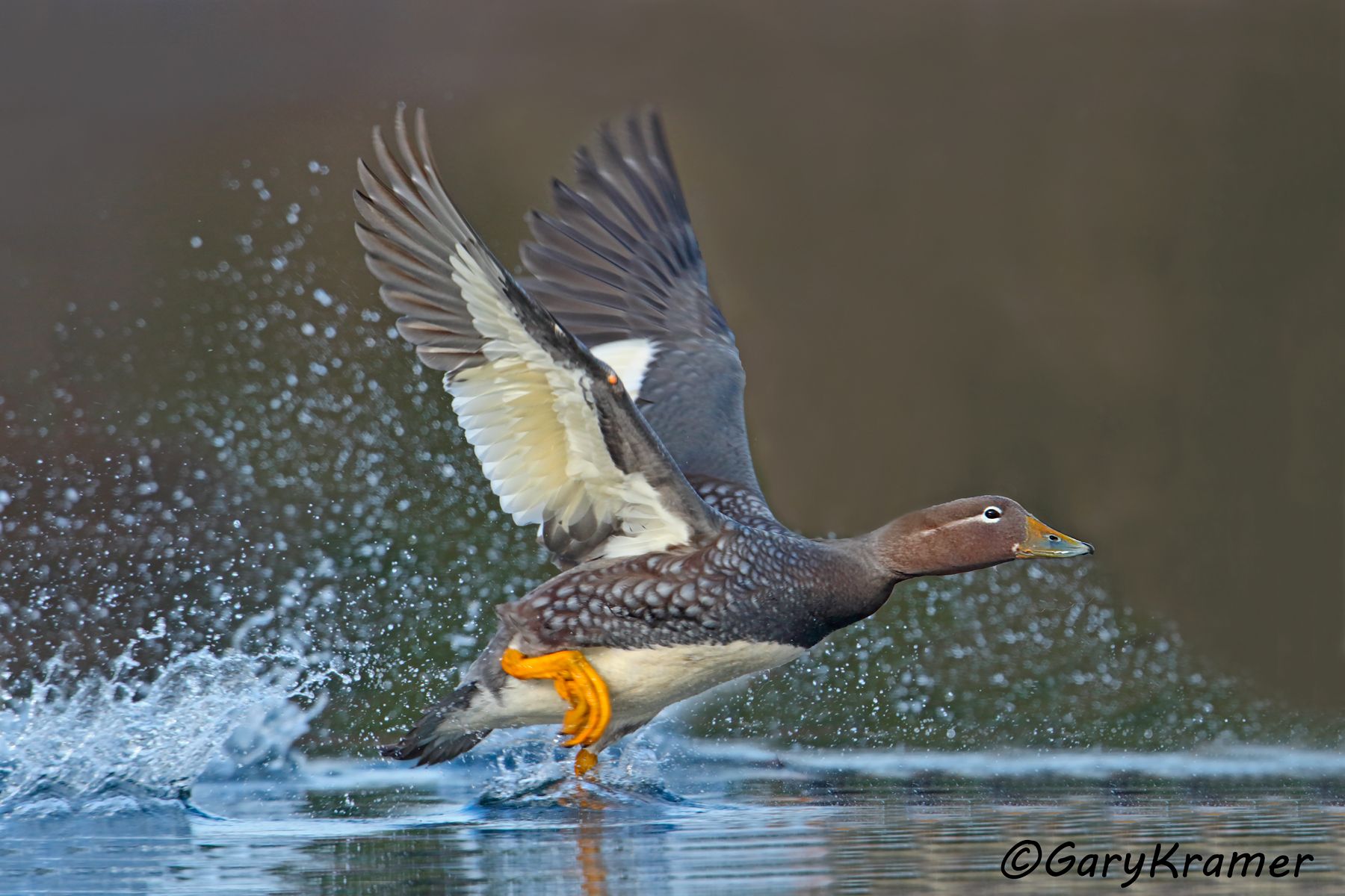 Flying Steamer Duck (Tachyeres patachonicus) - SBWSy#117d (Chile)