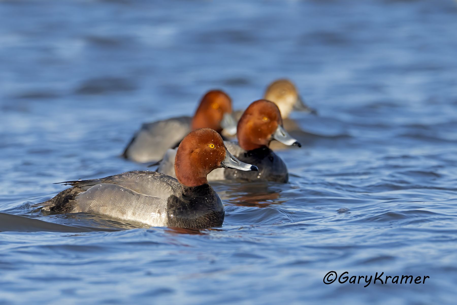 Redhead (Aythya americana) - NBWR#2557d