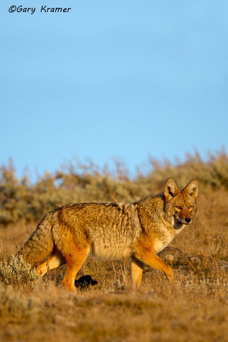 Coyote (Canis latrans) - NMC#778d(2)