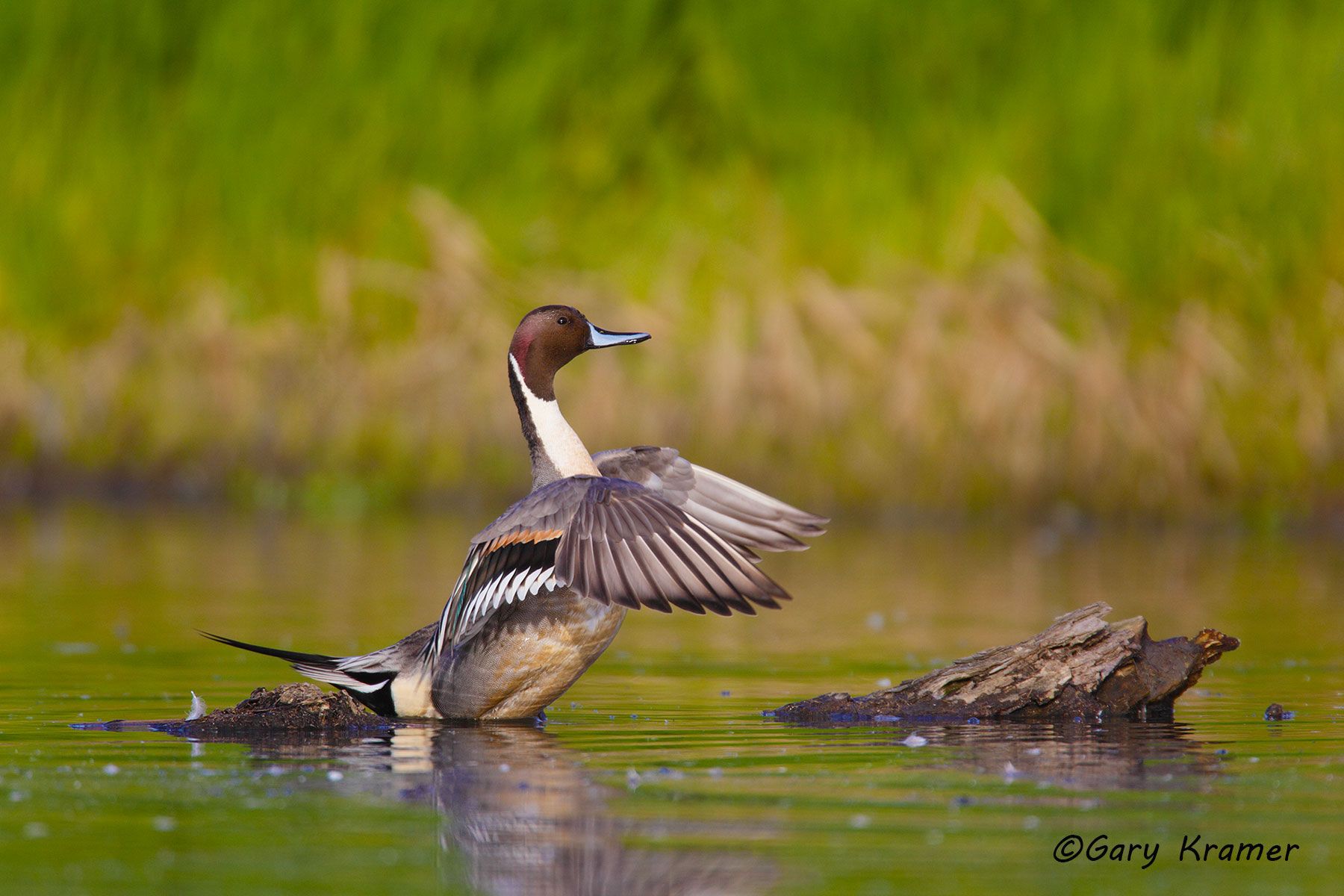 Northern Pintail (Anas acuta)  - NBWP#3571d