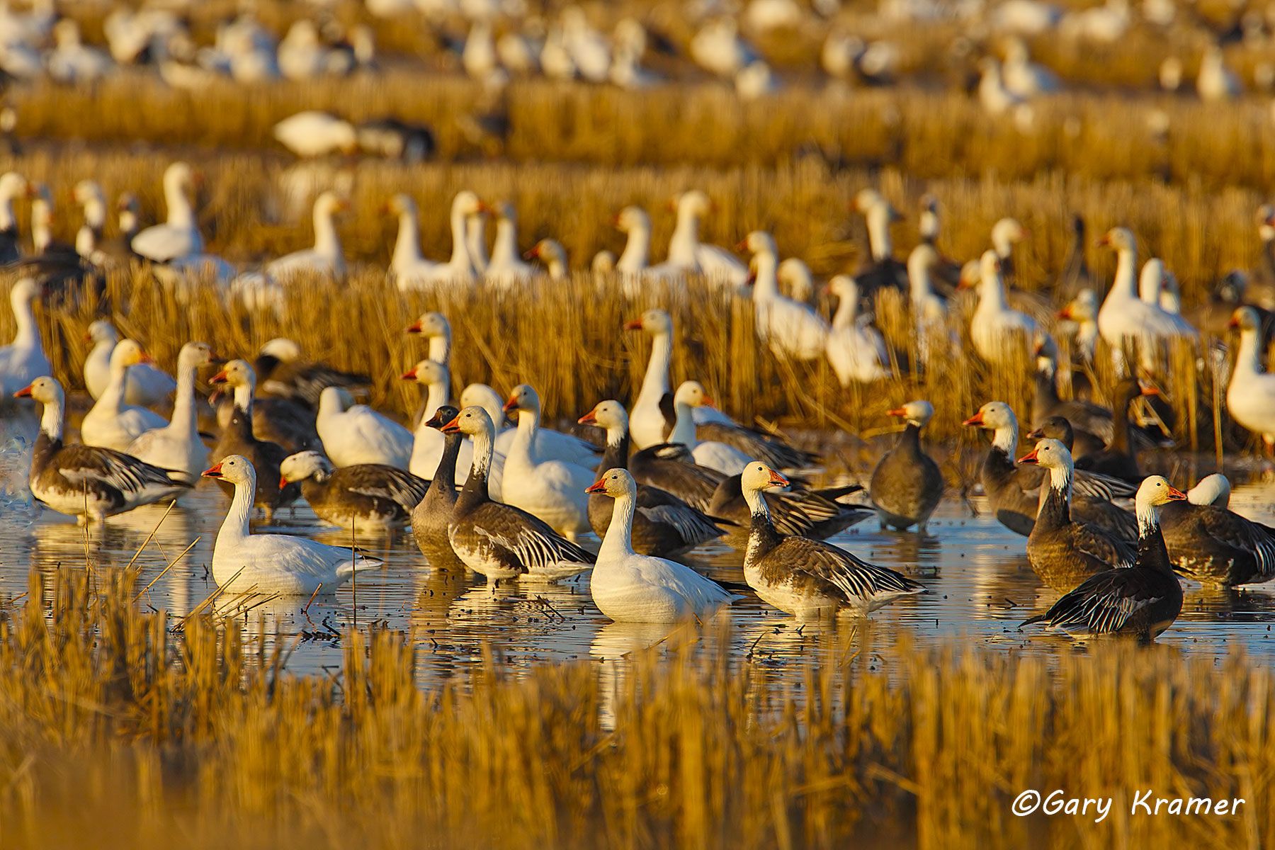 Lesser Snow Goose (Anser caerulescens) - NBWSg1129d