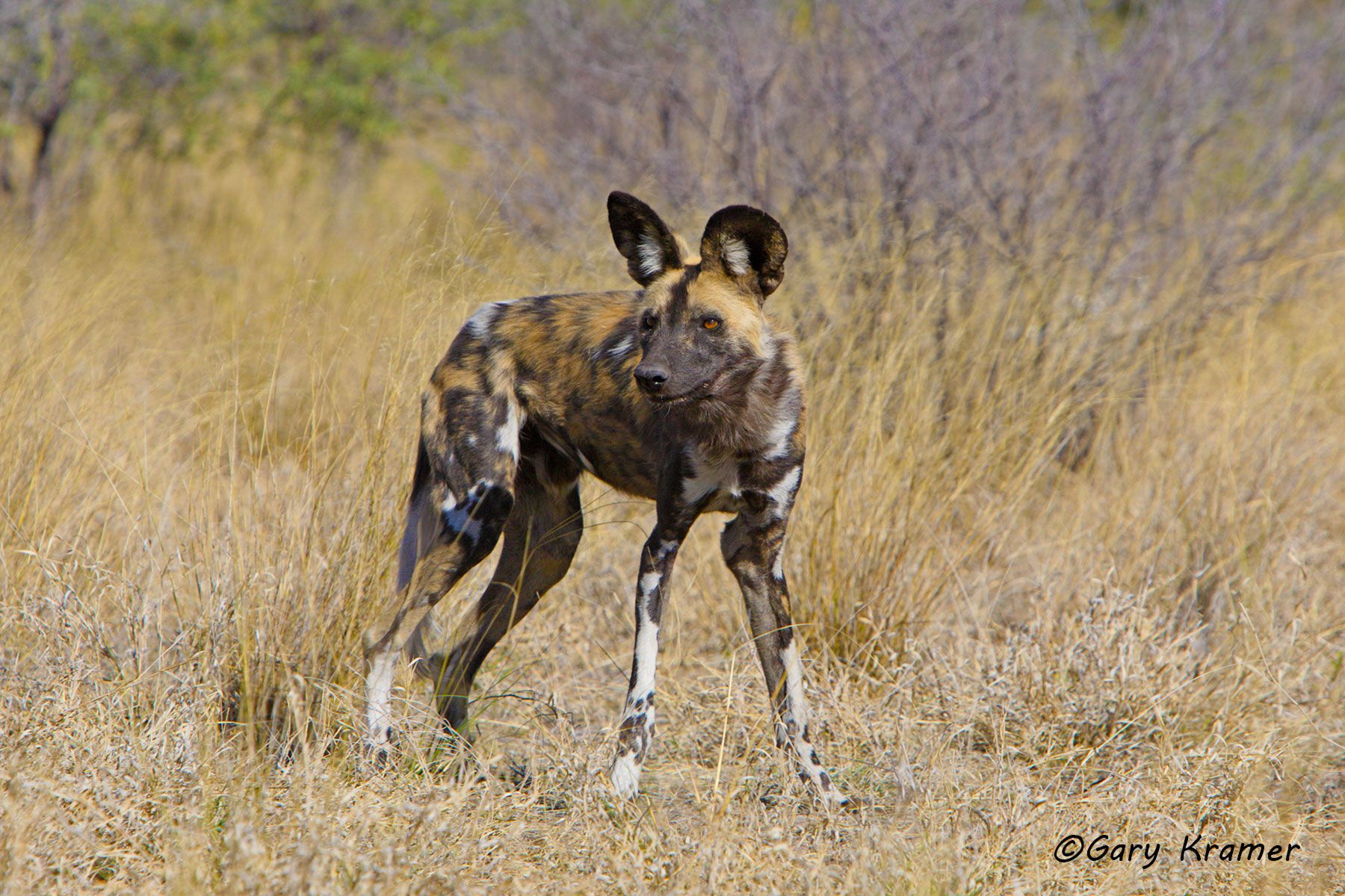 African Wild Dog (Lycaon pictus) African Wild Dog (Lycaon pictus) - AMPD#060d