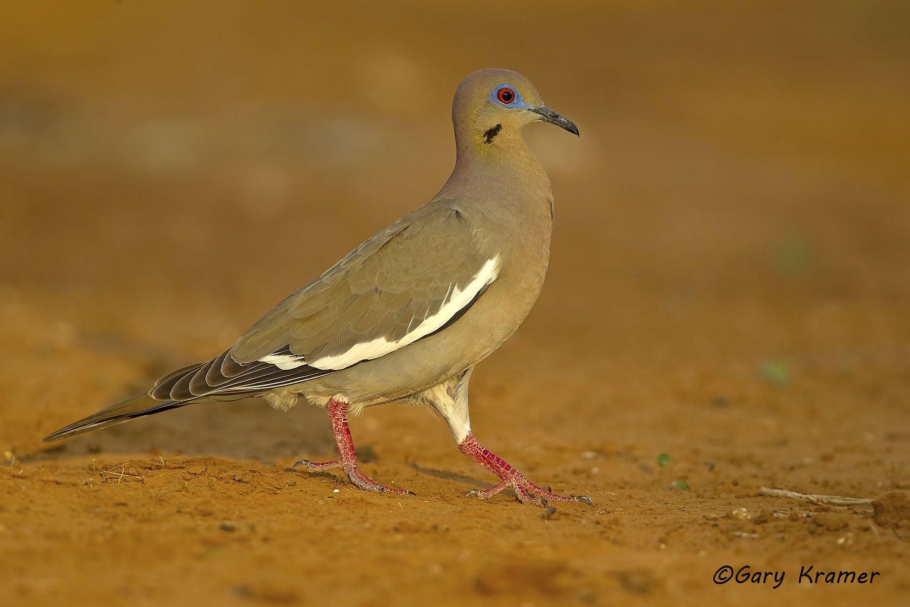 White-winged Dove (Zenaida asiatica) - NBDWw#385d