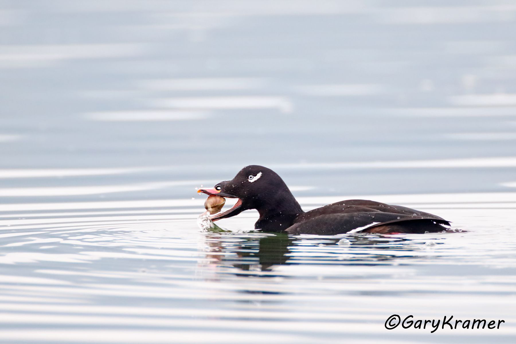 White-winged Surf Scoter (Melanitta fusca) NBWSw#123d.jpg